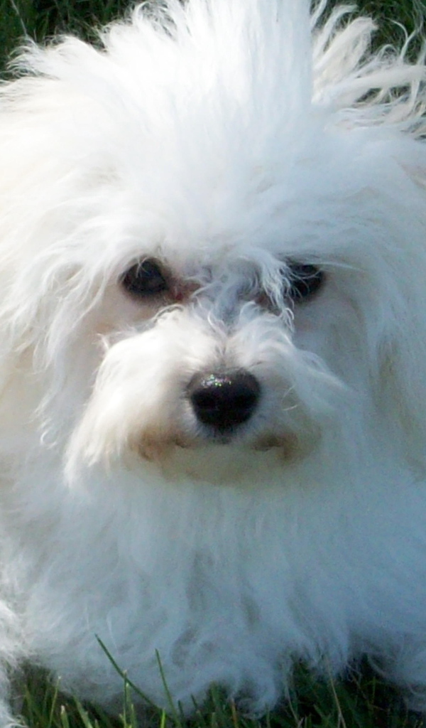 Недружелюбный взгляд болонки