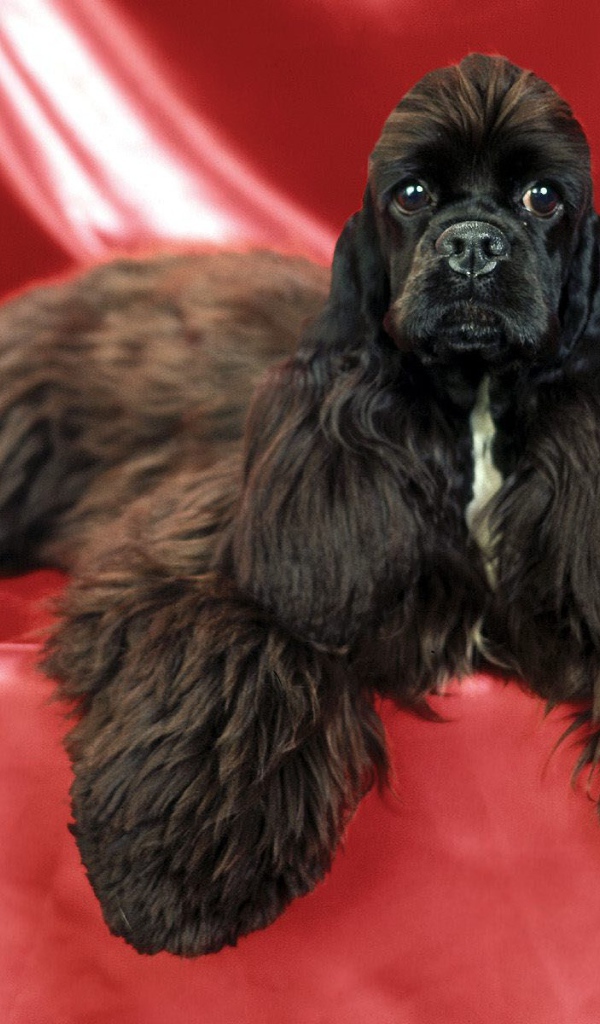 Необычный пес спаниель