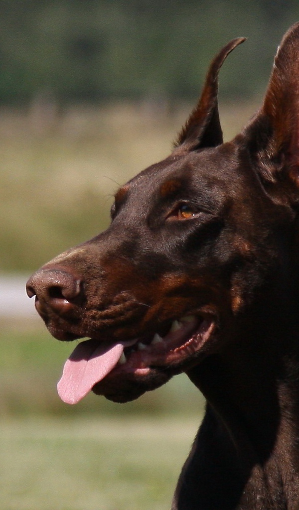 Красивый доберман