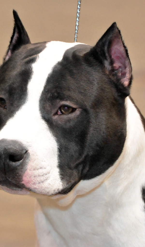 Взгляд американского стаффордширского терьера