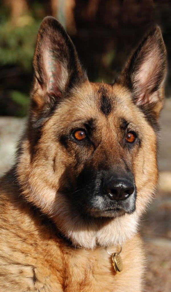 Взгляд немецкой овчарки