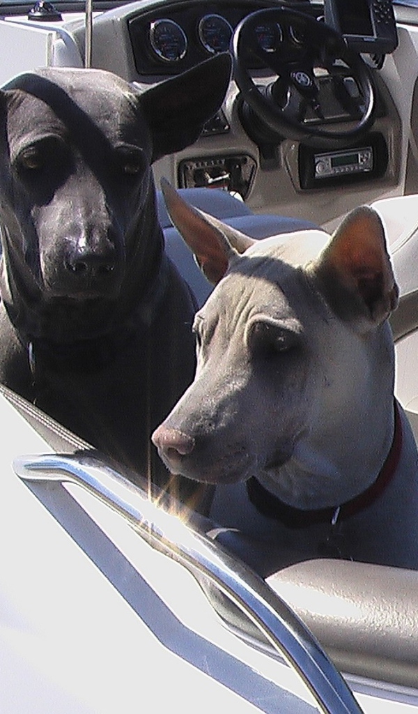 Прогулка тайских риджбеков на катере