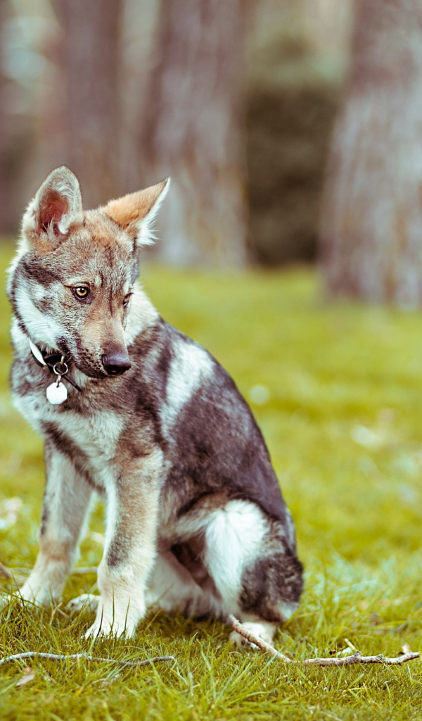 Прогулка в лесу