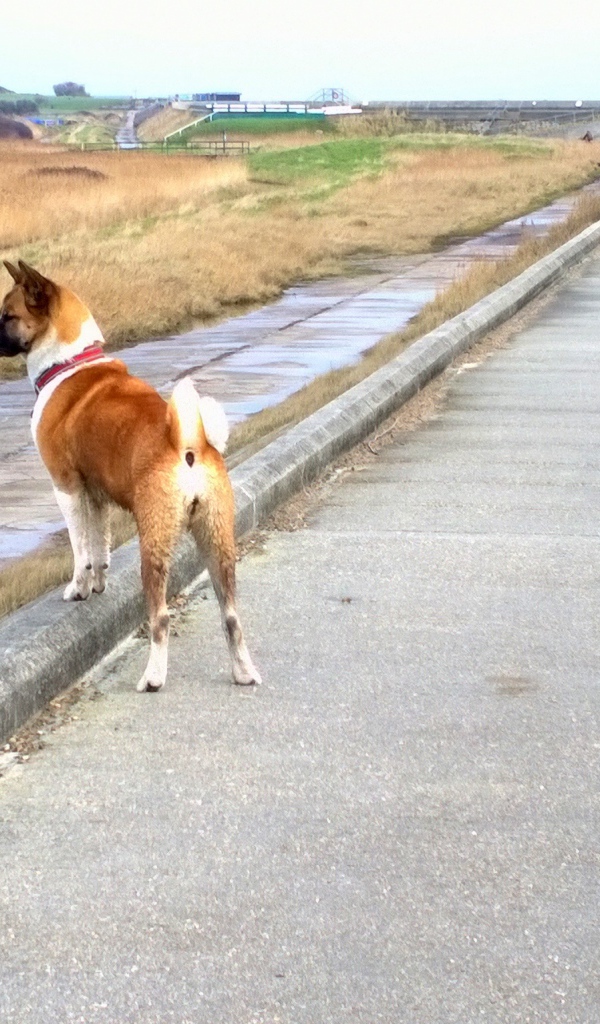 Прогулка американской акиты у моря