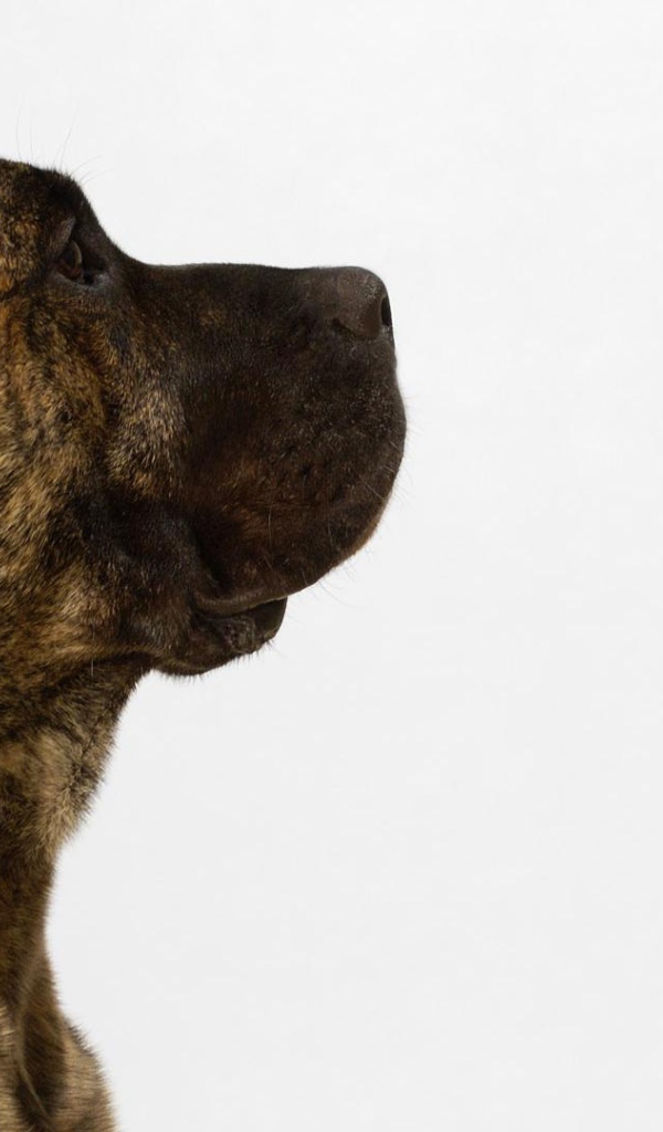 Обои с американским стаффордширским терьером