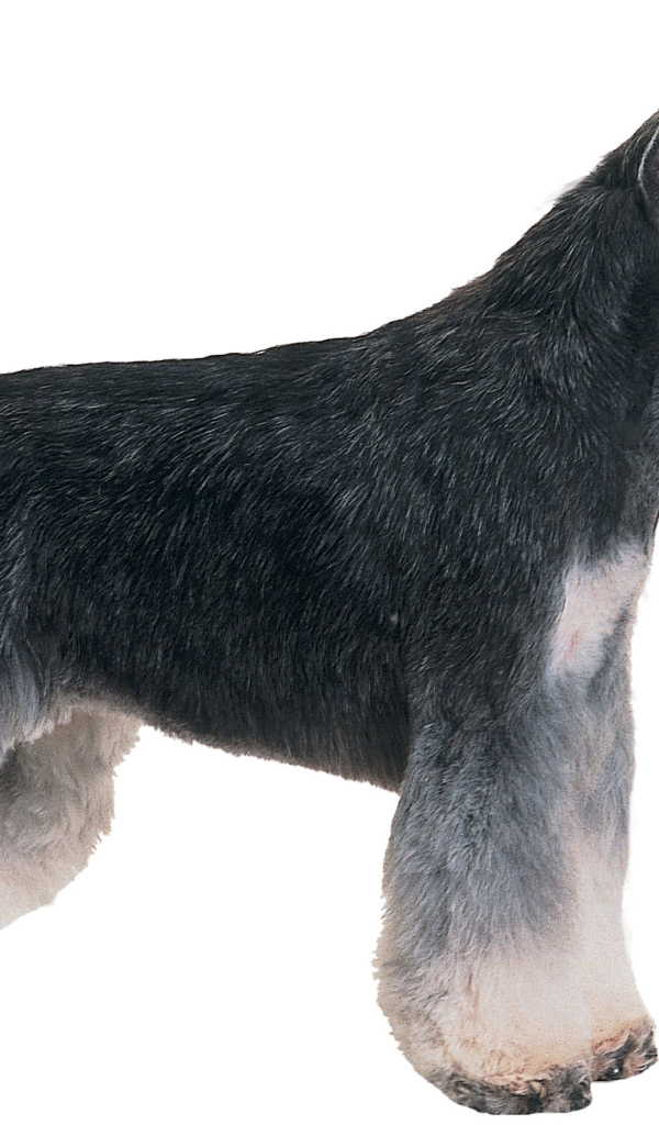 Обои с собакой шнауцером