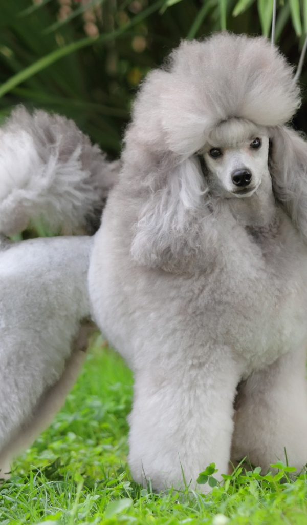 Ухоженный серый пудель