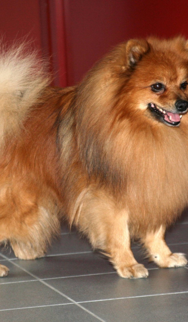 Ухоженный немецкий шпиц