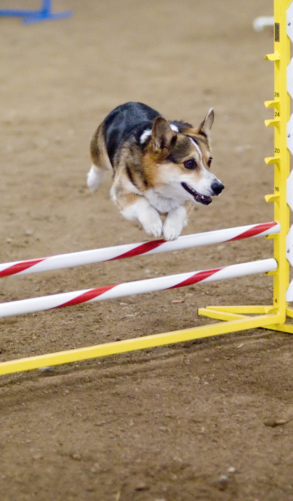 Вельш-корги спортсмен