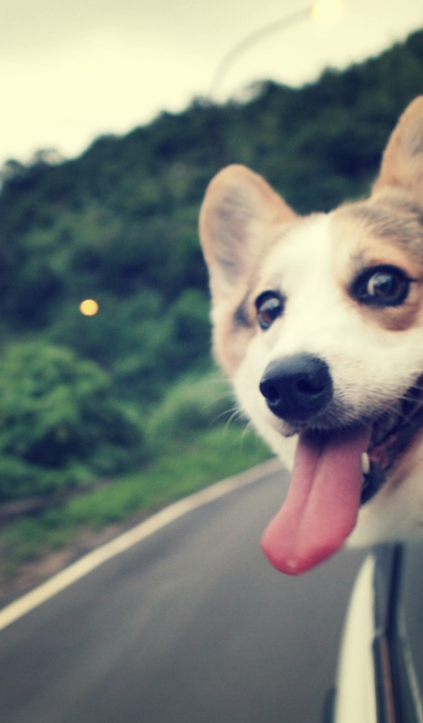 Вельш-корги смотрит в окно