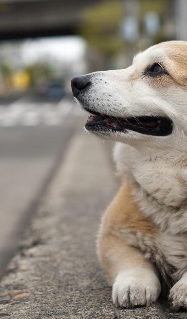 Вельш-корги лежит на улице