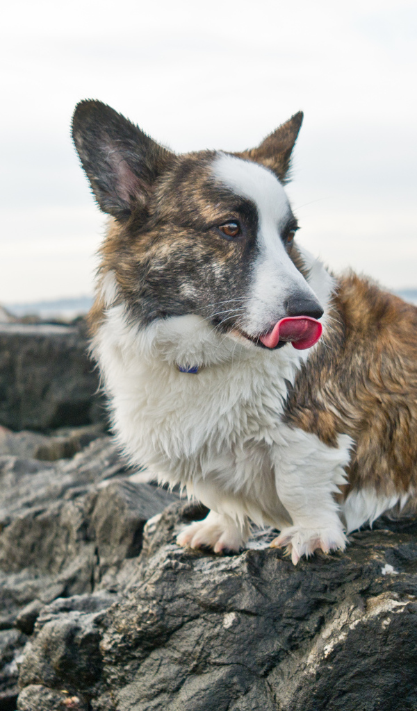 Вельш-корги на скалах