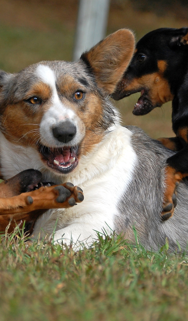 Вельш-корги играет с собаками