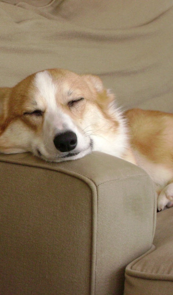 Вельш-корги спит на кресле