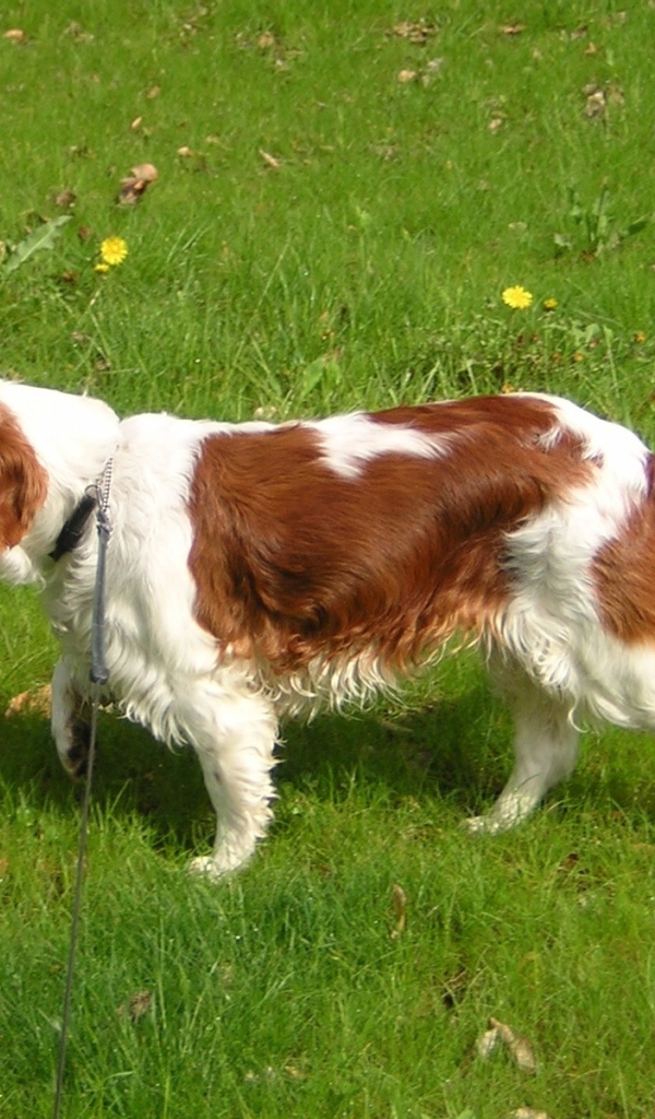 Уэльский гончий спаниель