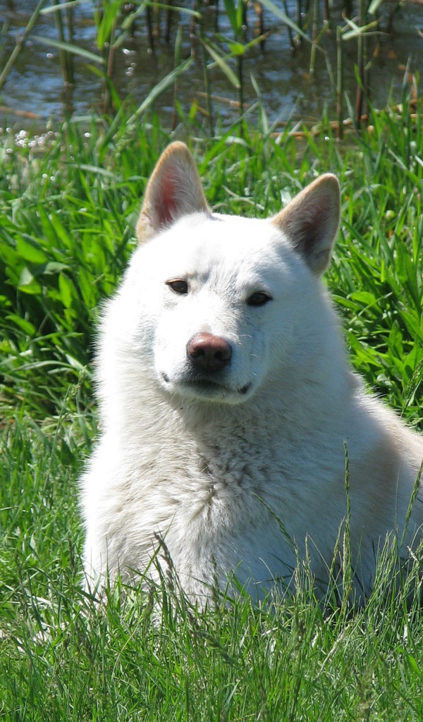 West Siberian Laika in the grass