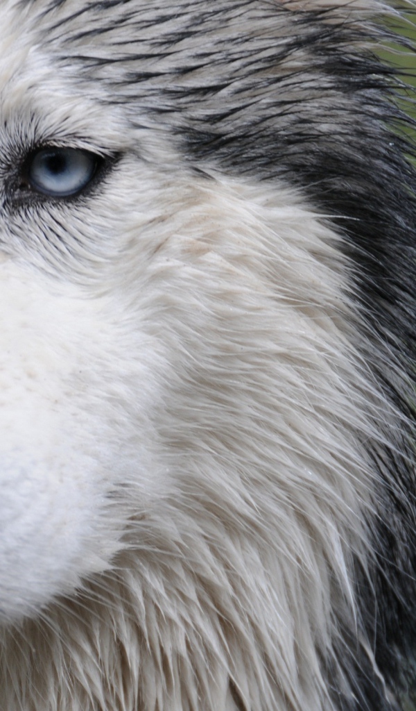 Мокрая собака лайка