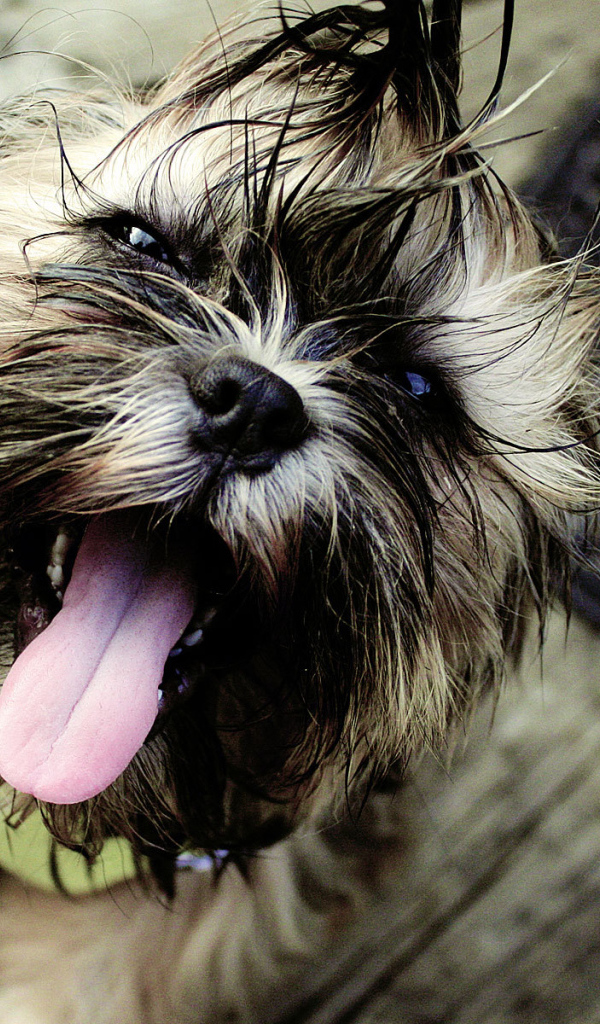 Мокрый пес шитцу