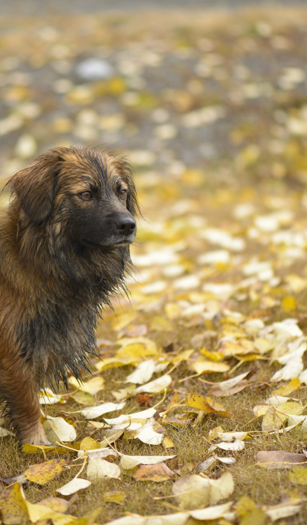 Мокрый лохматый пес
