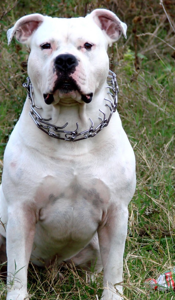 Белый американский стаффордширский терьер
