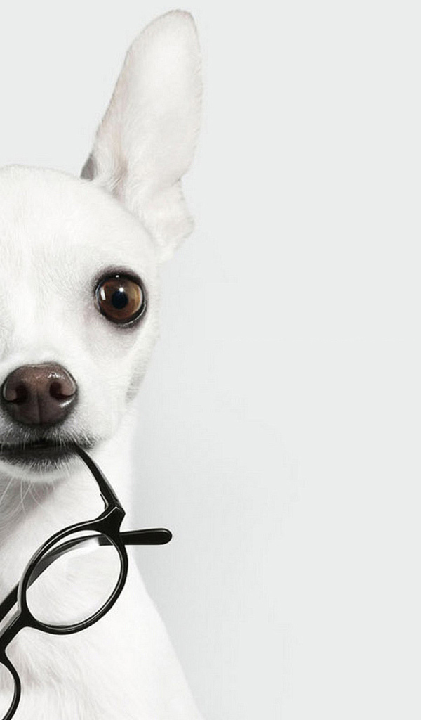 Белая чихуахуа с очками