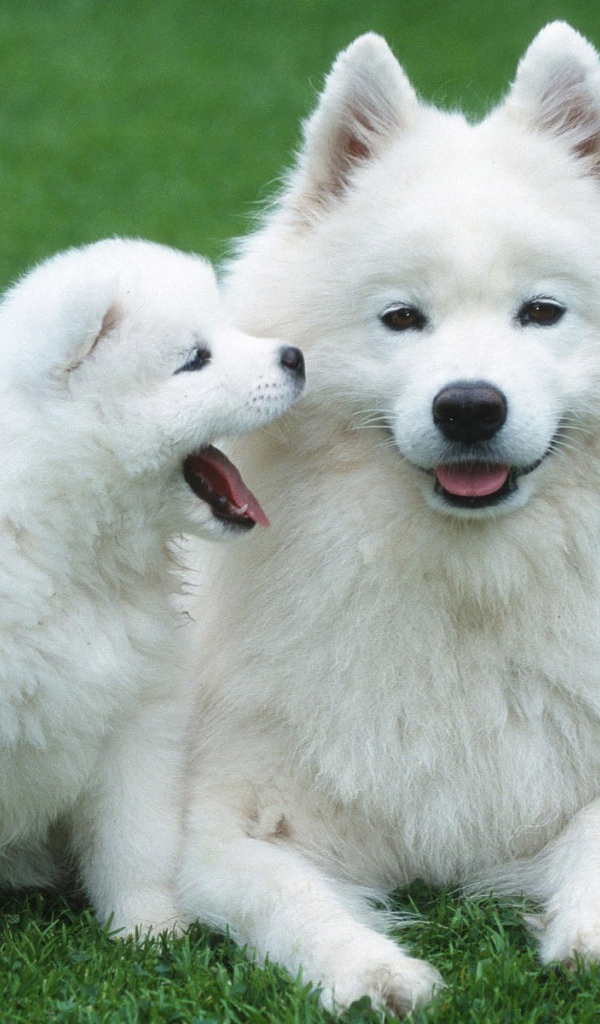 Белый шпиц с щенком