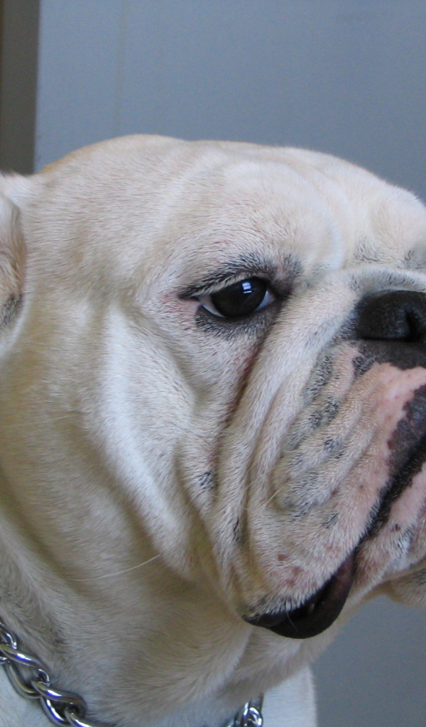 Белый английский бульдог