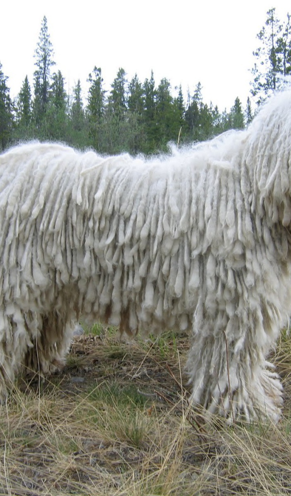 Белый комондор на поляне