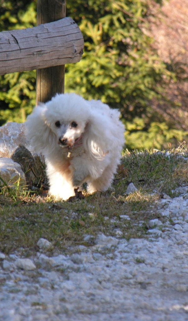 Белый пудель у забора