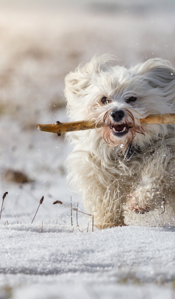 Белый пудель бежит по снегу