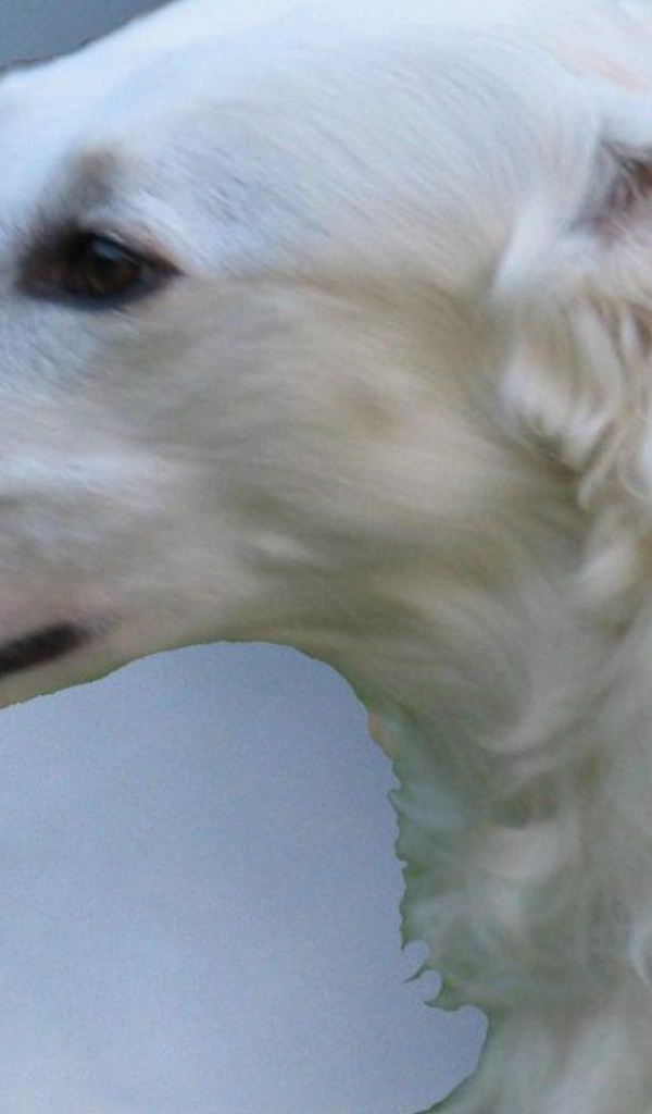 Белая русская борзая собака