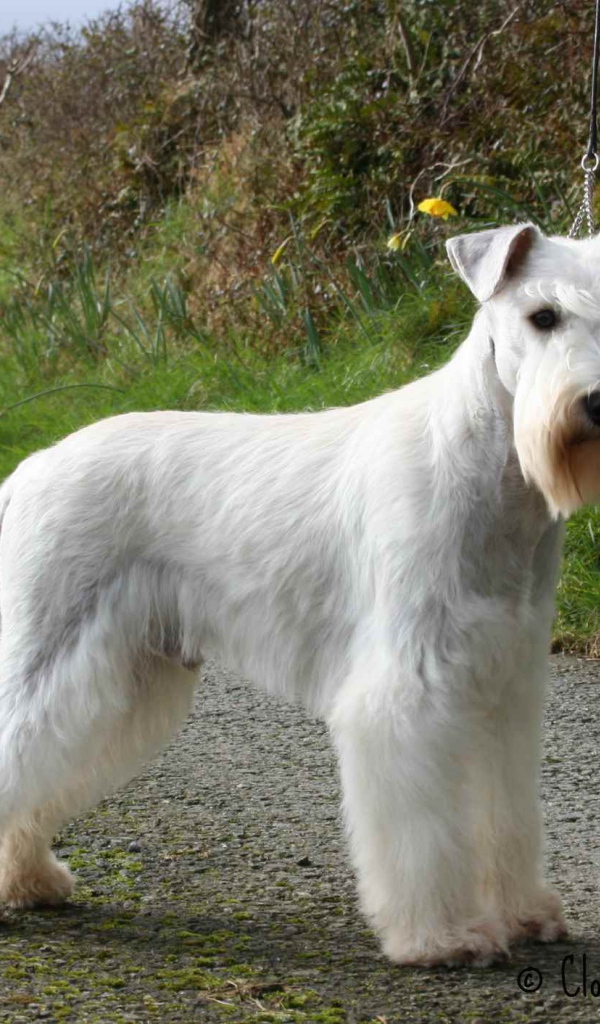 Белый шнауцер на тропе