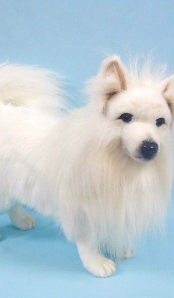 Белый шпиц на голубом фоне