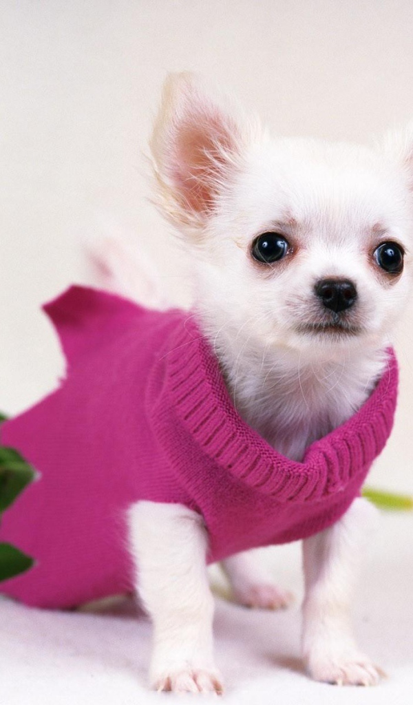 Белая чихуахуа в розовой кофте