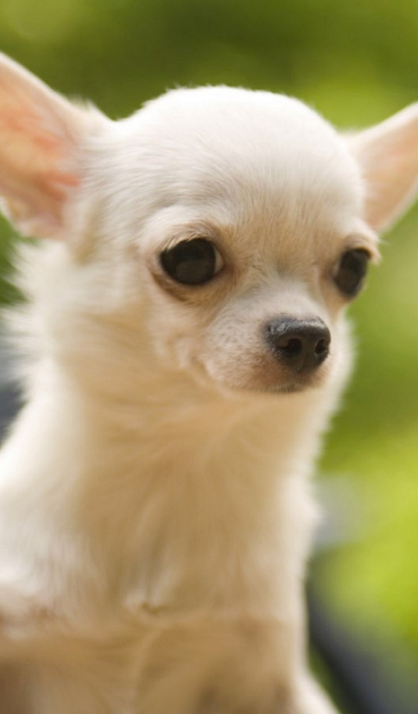 Белая чихуахуа на природе