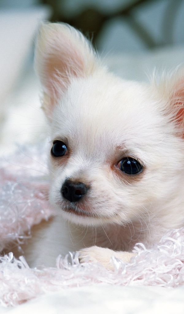 Щенок белой чихуахуа