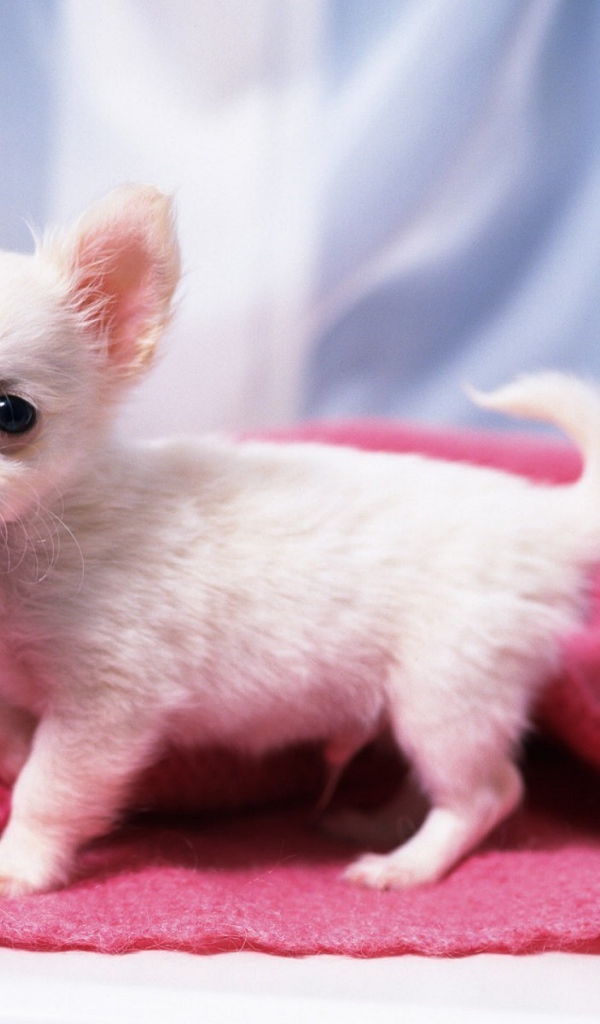 Щенок белой чихуахуа на подстилке