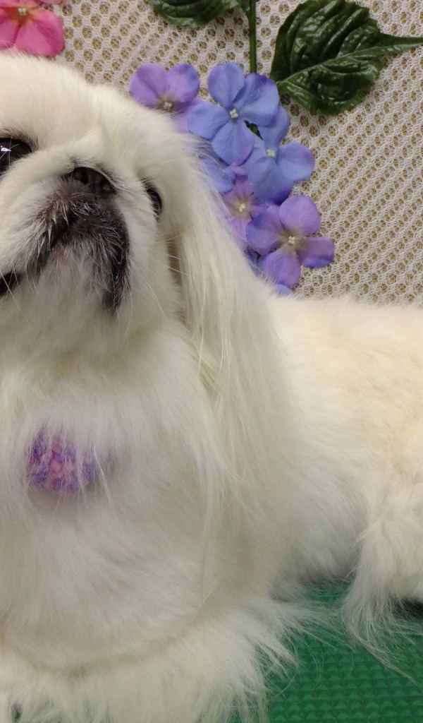 Белый причесанный пекинес