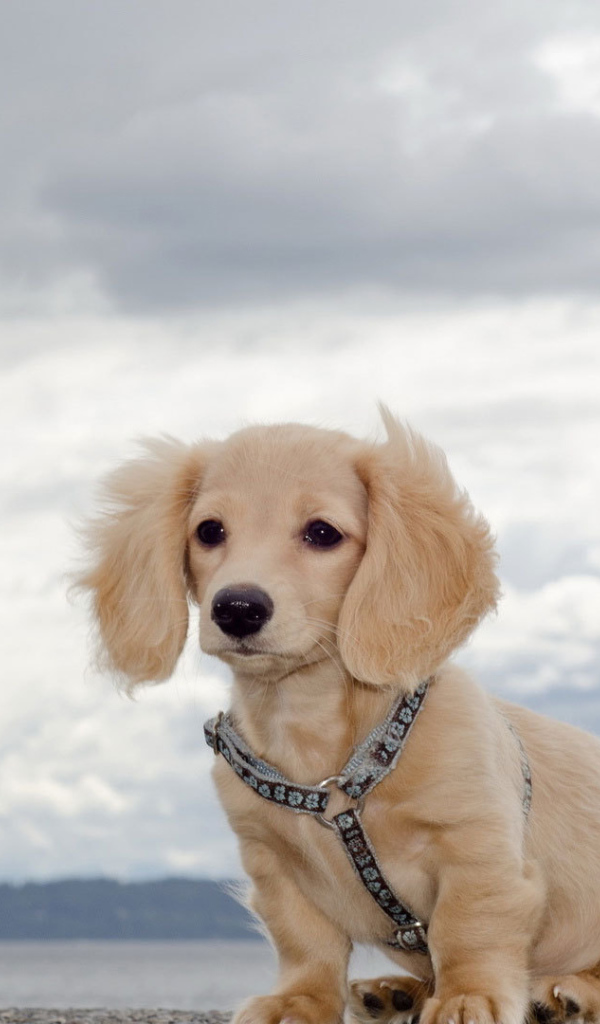 Белая такса на природе