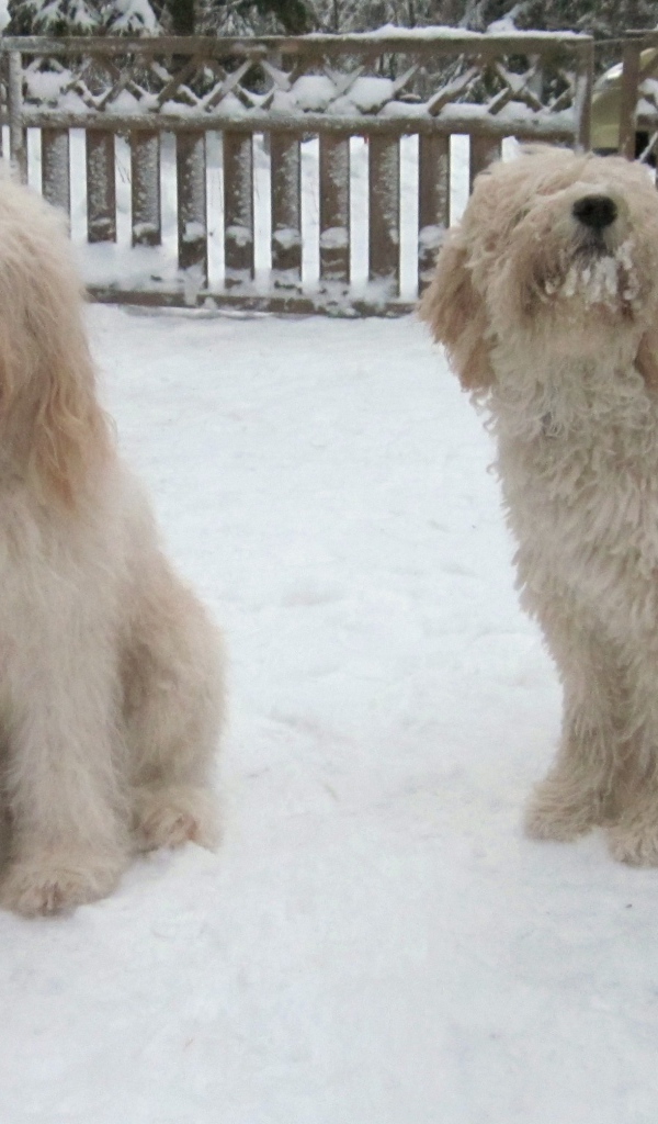 Белые собаки барбет