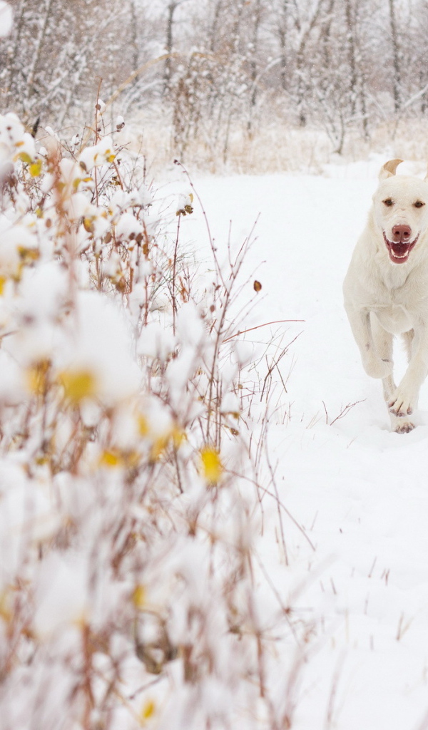 Белая собака на снегу