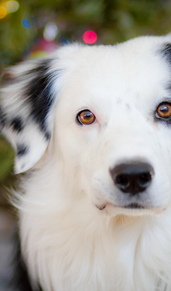 Белая морда собаки