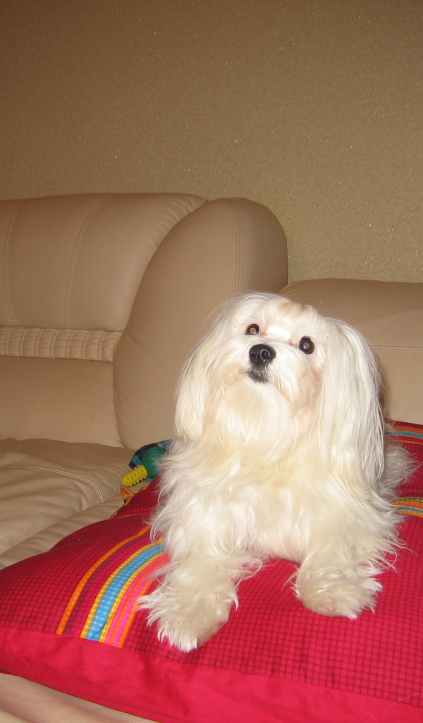 Белая болонка на диване