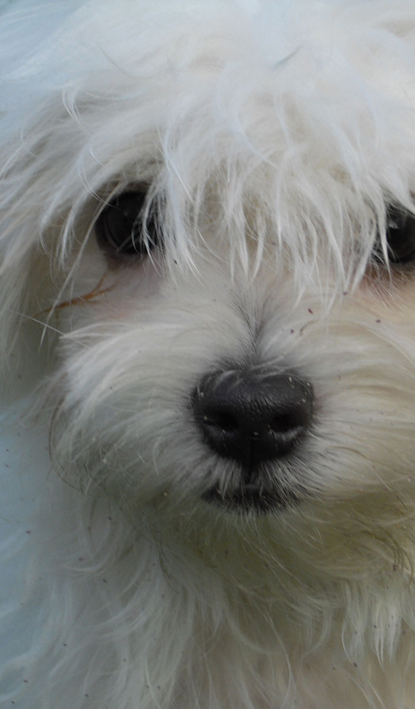 Белая болонка на газоне