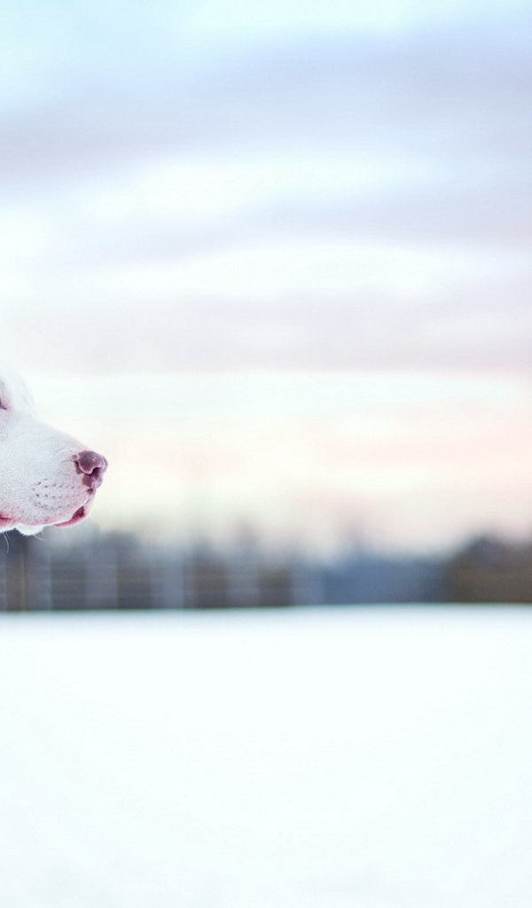 Белый питбуль на снегу
