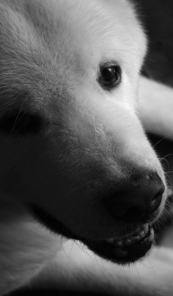 Белый щенок американской акиты