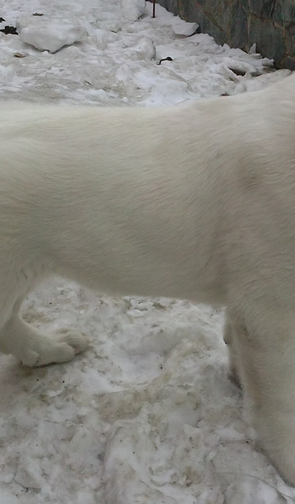 Белый щенок алабая