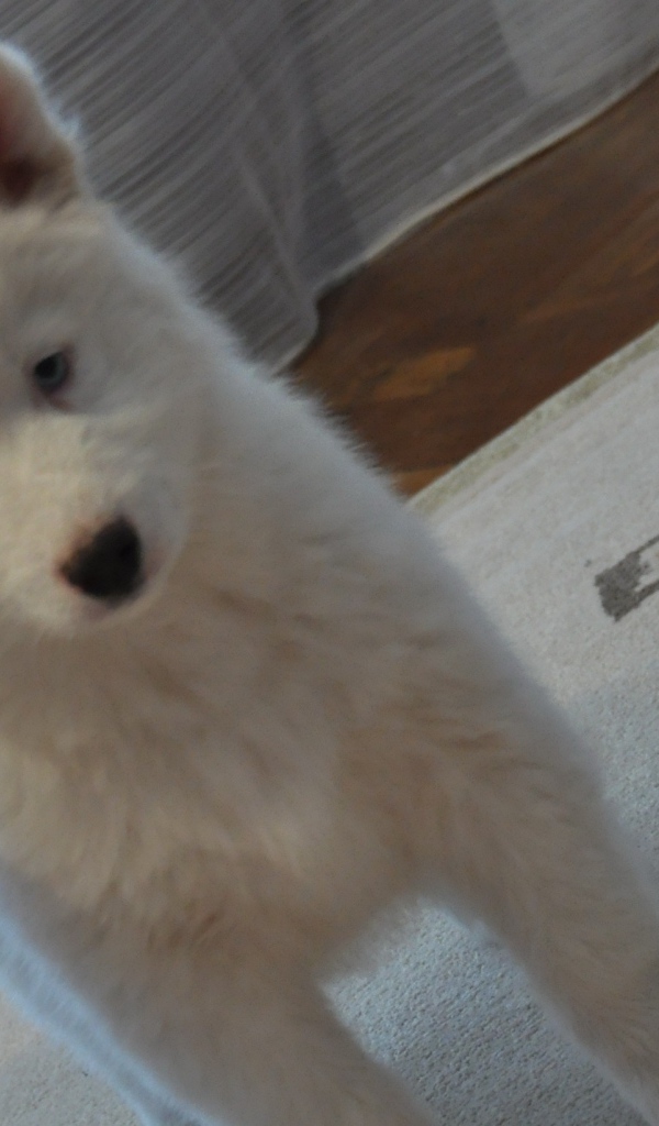 Белый щенок лайки