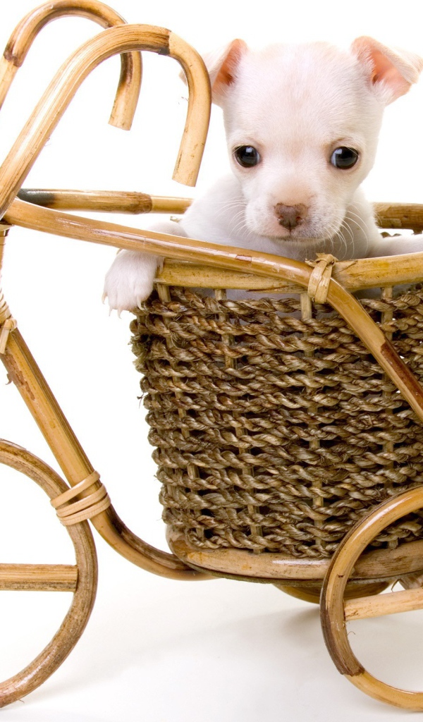 Белый щенок в корзине