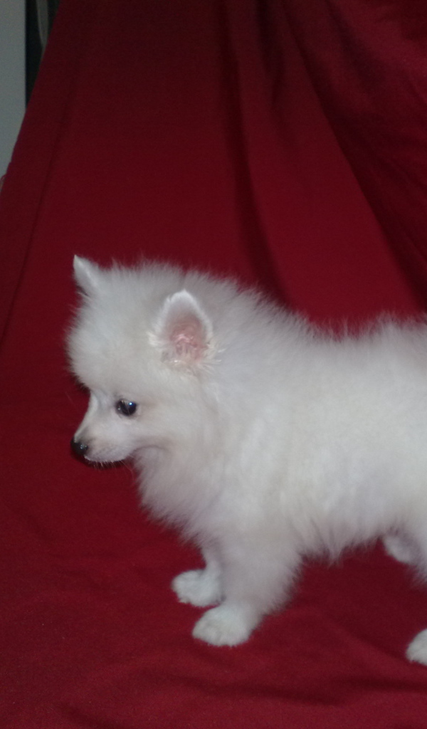 Щенок белого шпица